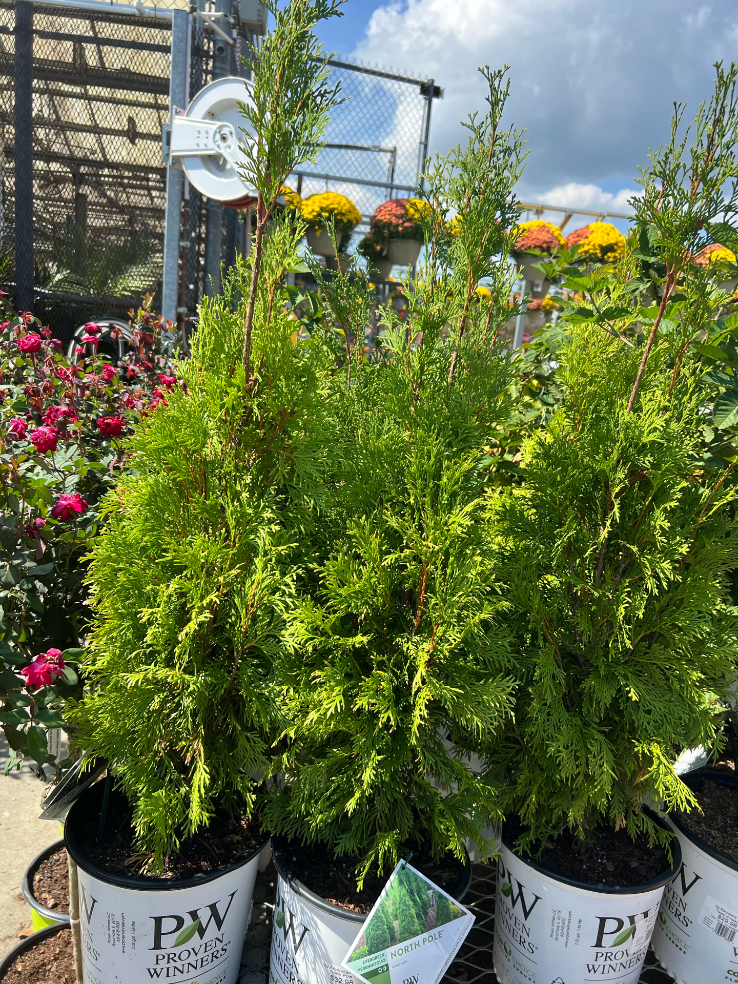 North Pole Arborvitae Growth Rate