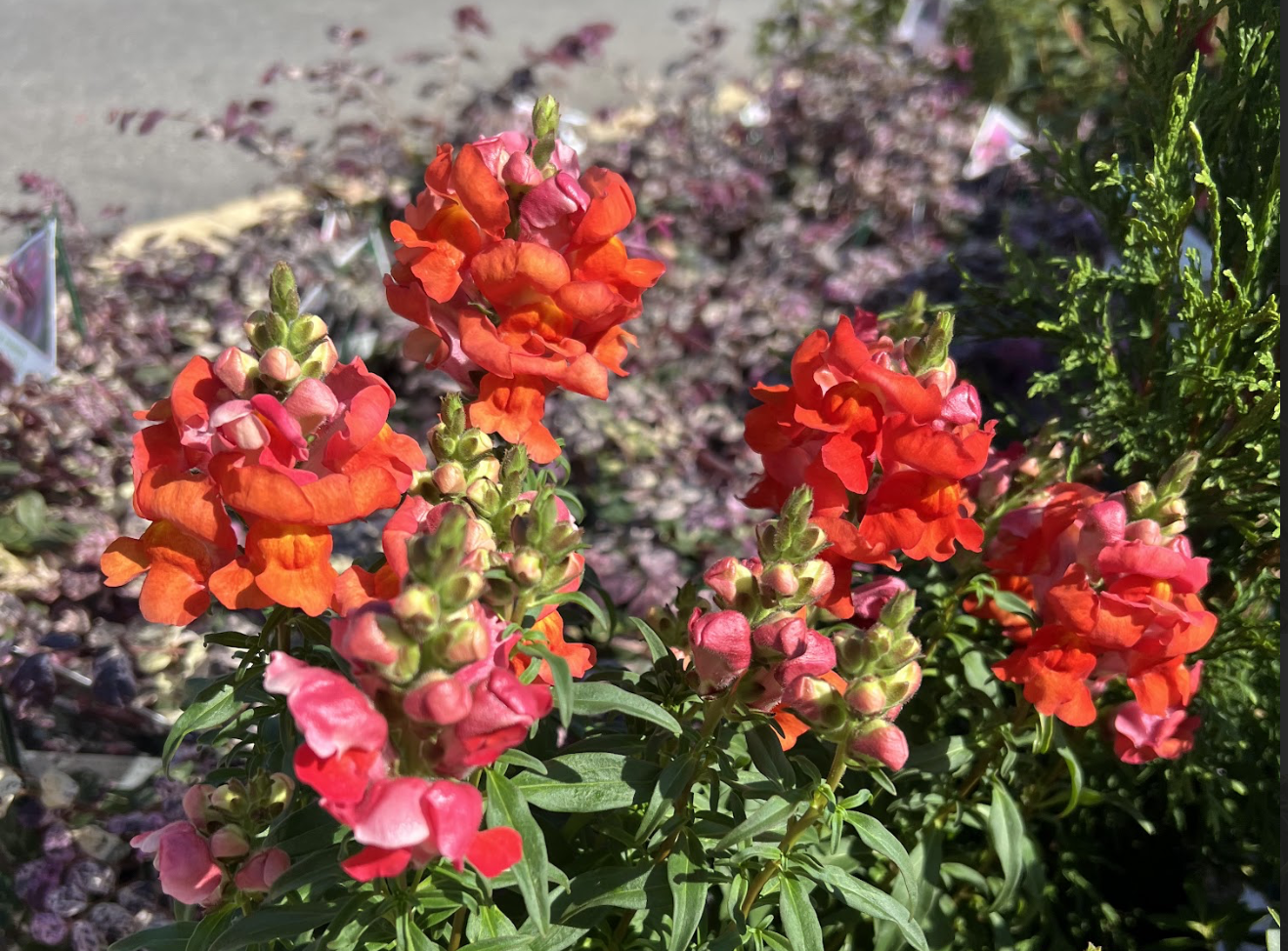 Snapdragon flowers blooming
