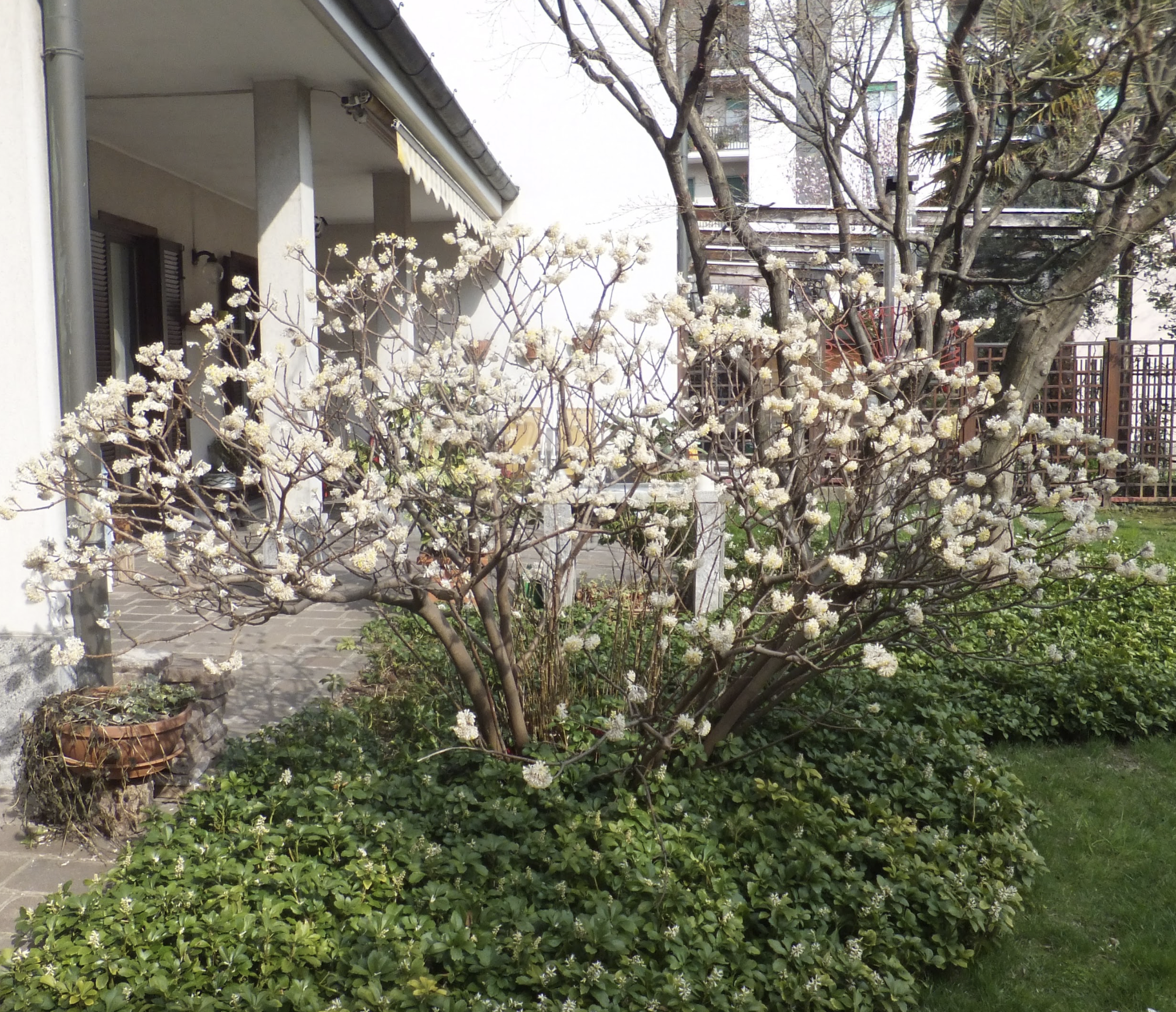 Winter Planting of a paperbush shrub