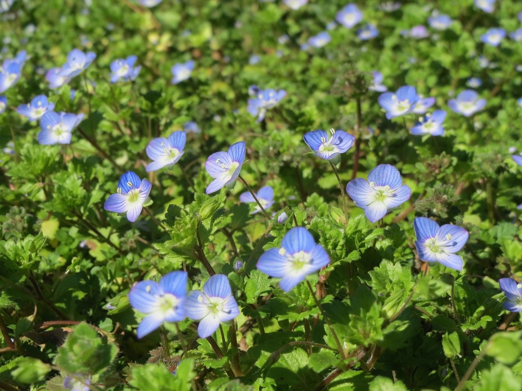 Birdeye speedwell blooming
