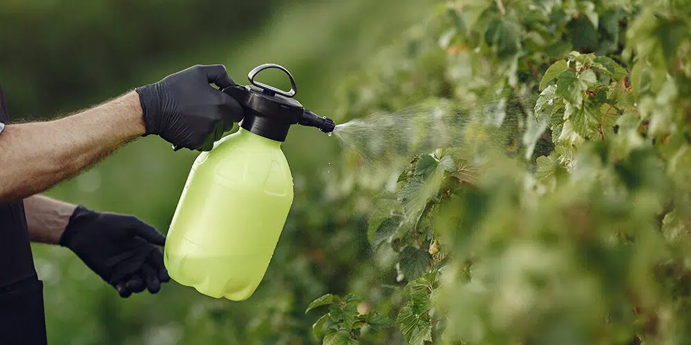 spraying horticultural oils on plants