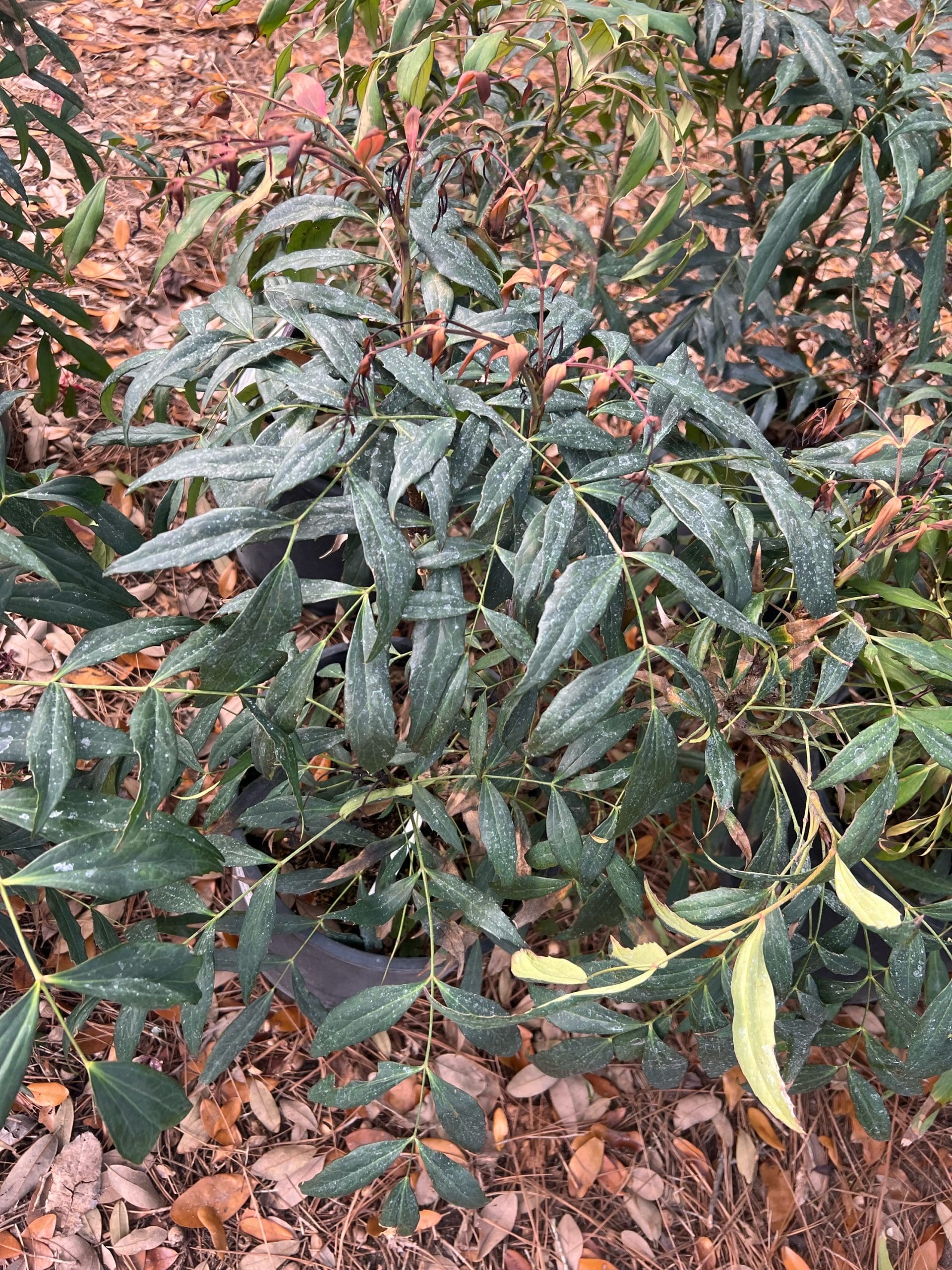 Evergreen Shrub - Woodland Sprite Mahonia - Beach Landscaping : Beach ...