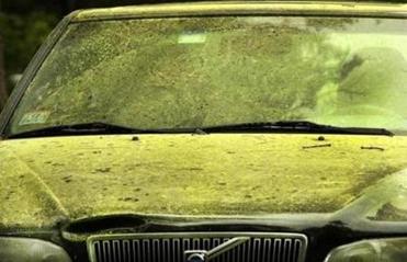pollen covering a car