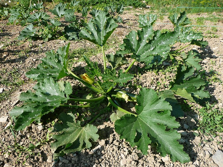 Zucchini plant