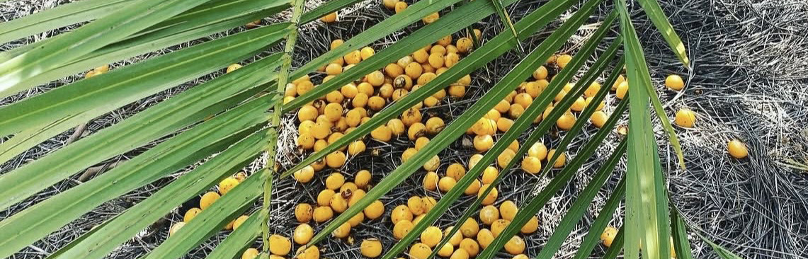 fruit care for pindo palms