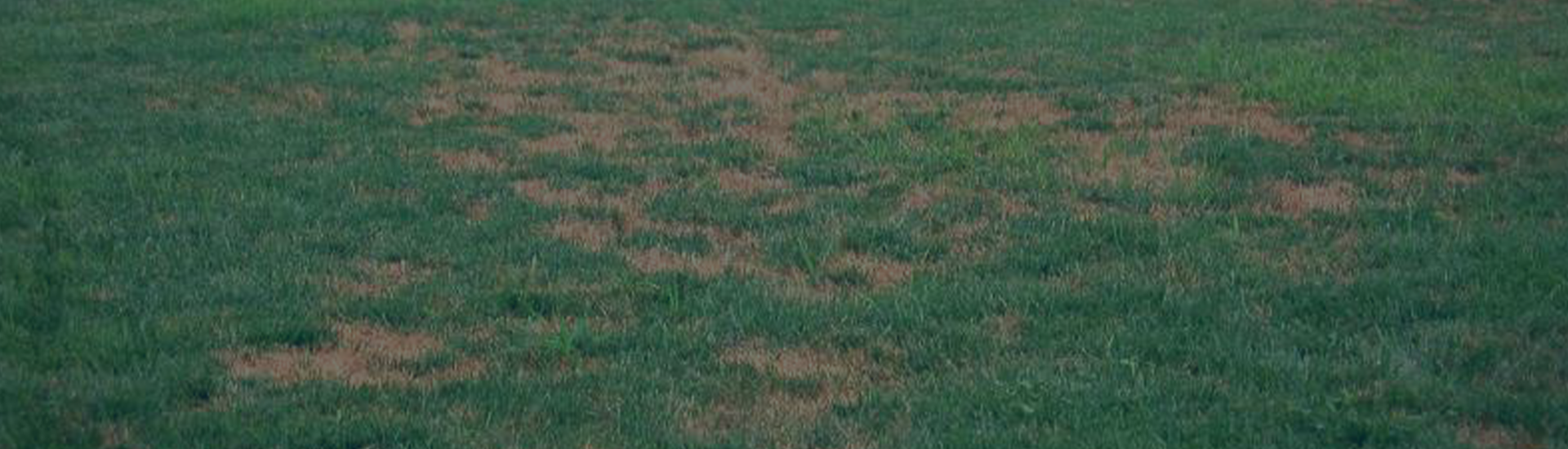 brown patch on green lawn