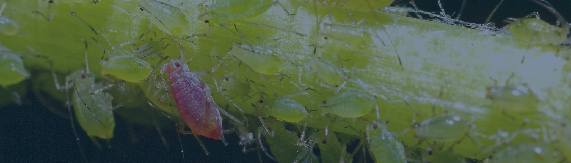 aphid pests on a plant close-up
